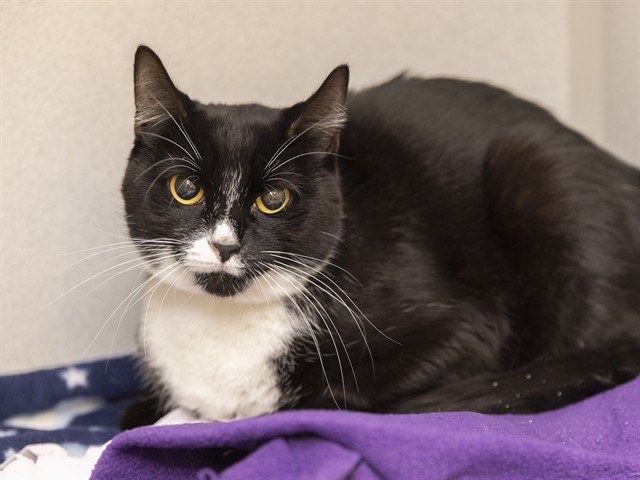 Shelter Stray Female Cat last seen Near BLOCK S REVERE, 5501 E Van Buren St, Phoenix, AZ 85008, USA
