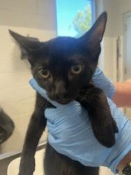 Shelter Stray Male Cat last seen BURLINGTON AC, 221 Stone Quarry Rd, Burlington, NC 27217, USA