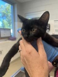 Shelter Stray Female Cat last seen BURLINGTON AC, 221 Stone Quarry Rd, Burlington, NC 27217, USA
