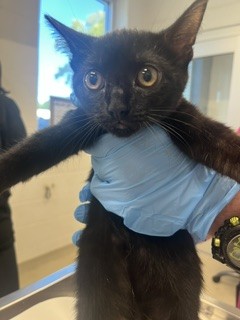 Shelter Stray Female Cat last seen BURLINGTON AC, 221 Stone Quarry Rd, Burlington, NC 27217, USA