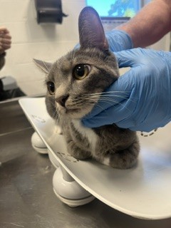 Shelter Stray Female Cat last seen BURLINGTON AC, 221 Stone Quarry Rd, Burlington, NC 27217, USA