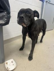 Shelter Stray Female Dog last seen ALAMANCE COUNTY, 221 Stone Quarry Rd, Burlington, NC 27217, USA