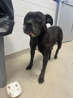 Shelter Stray Female Dog last seen ALAMANCE COUNTY, 221 Stone Quarry Rd, Burlington, NC 27217, USA