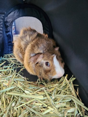 Shelter Stray Male Other last seen , 11361 W Pico Blvd, Los Angeles, CA 90064, USA