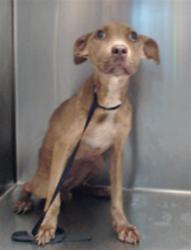 Shelter Stray Female Dog last seen Near BLOCK HAMILTON POND CIR, FAYETTEVILLE NC 28314, 4704 Corporation Dr, Fayetteville, NC 28306, USA