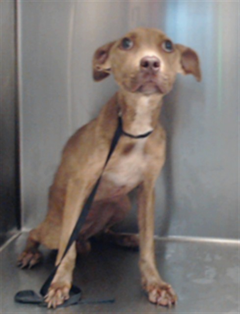 Shelter Stray Female Dog last seen Near BLOCK HAMILTON POND CIR, FAYETTEVILLE NC 28314, 4704 Corporation Dr, Fayetteville, NC 28306, USA