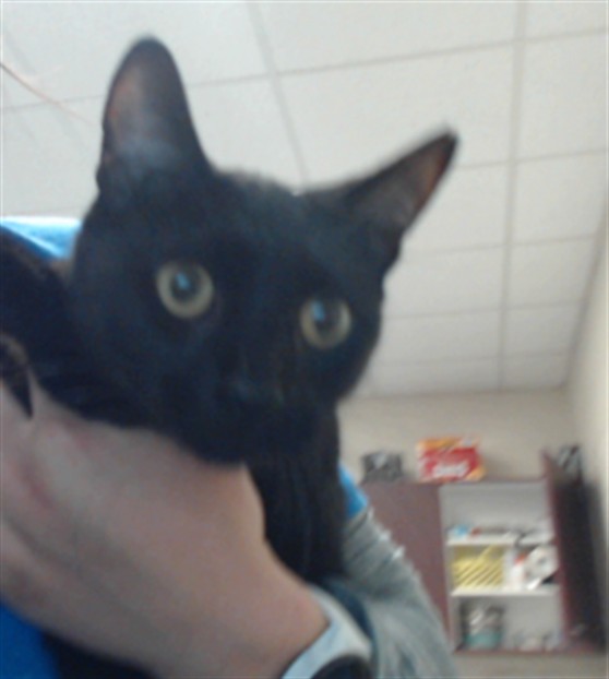Shelter Stray Male Cat last seen Near BLOCK HOMELAND DR, PARKTON NC 28371, 4704 Corporation Dr, Fayetteville, NC 28306, USA