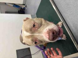 Shelter Stray Male Dog last seen DALE AVE, 5821 Sweetwater Rd, Bonita, CA 91902, USA