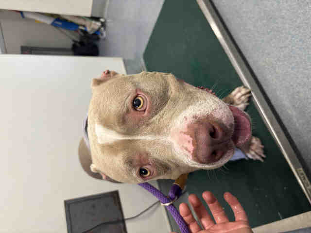 Shelter Stray Male Dog last seen DALE AVE, 5821 Sweetwater Rd, Bonita, CA 91902, USA
