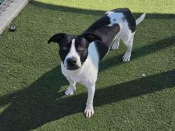 Shelter Stray Female Dog last seen FARVALLEY RD, 2481 Palomar Airport Rd, Carlsbad, CA 92011, USA