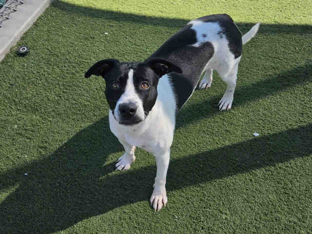Shelter Stray Female Dog last seen FARVALLEY RD, 2481 Palomar Airport Rd, Carlsbad, CA 92011, USA