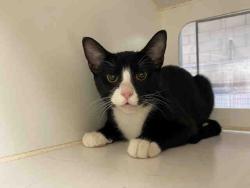 Shelter Stray Male Cat last seen COLLIER COUNTY PARK RAMONA, 2481 Palomar Airport Rd, Carlsbad, CA 92011, USA