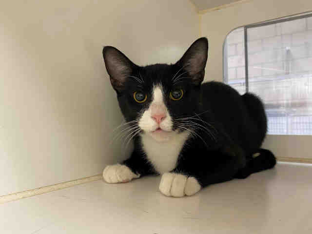 Shelter Stray Male Cat last seen COLLIER COUNTY PARK RAMONA, 2481 Palomar Airport Rd, Carlsbad, CA 92011, USA