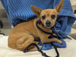 Shelter Stray Male Dog last seen , 2481 Palomar Airport Rd, Carlsbad, CA 92011, USA