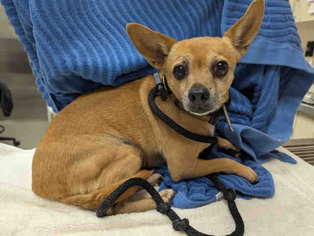 Shelter Stray Male Dog last seen , 2481 Palomar Airport Rd, Carlsbad, CA 92011, USA