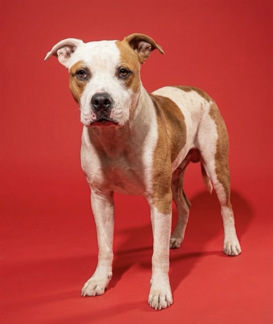 Shelter Stray Male Dog last seen Near BLOCK NIGHTINGALE RD, 2020 Forest St, Jacksonville, FL 32204, USA