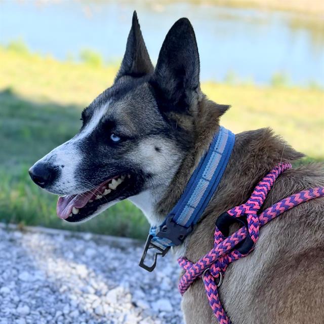 Shelter Stray Female Dog last seen Near, 5001 E Raymond St, Indianapolis, IN 46203, USA