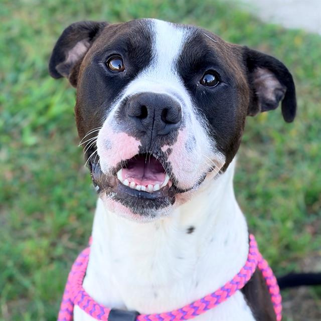 Shelter Stray Male Dog last seen Near, 5001 E Raymond St, Indianapolis, IN 46203, USA