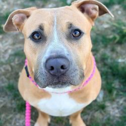 Shelter Stray Female Dog last seen Near, 5001 E Raymond St, Indianapolis, IN 46203, USA