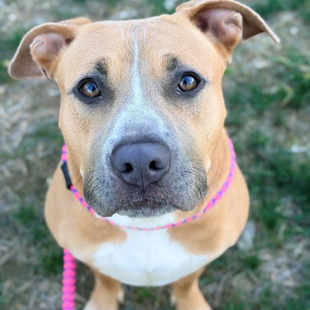 Shelter Stray Female Dog last seen Near, 5001 E Raymond St, Indianapolis, IN 46203, USA