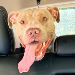 Shelter Stray Female Dog last seen Near, 5001 E Raymond St, Indianapolis, IN 46203, USA