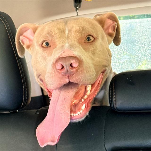 Shelter Stray Female Dog last seen Near, 5001 E Raymond St, Indianapolis, IN 46203, USA