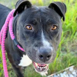 Shelter Stray Female Dog last seen Near, 5001 E Raymond St, Indianapolis, IN 46203, USA