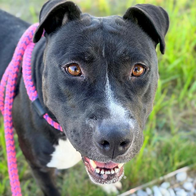 Shelter Stray Female Dog last seen Near, 5001 E Raymond St, Indianapolis, IN 46203, USA