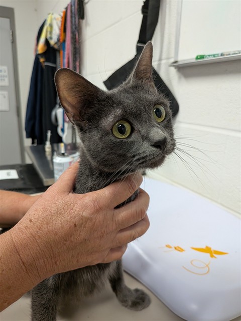 Shelter Stray Female Cat last seen ST PETERS, 4850 Mid Rivers Mall Dr, St Peters, MO 63376, USA