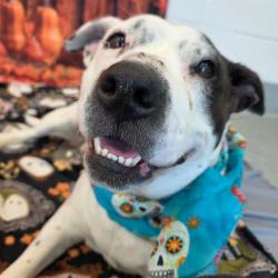 Shelter Stray Female Dog last seen Near, 5001 E Raymond St, Indianapolis, IN 46203, USA