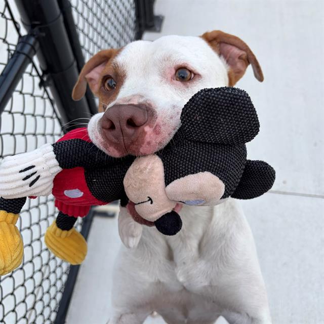 Shelter Stray Male Dog last seen Near, 5001 E Raymond St, Indianapolis, IN 46203, USA