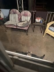 Found/Stray Unknown Cat last seen Near Giannelli’s in Carbon, Hempfield Township, PA 15601