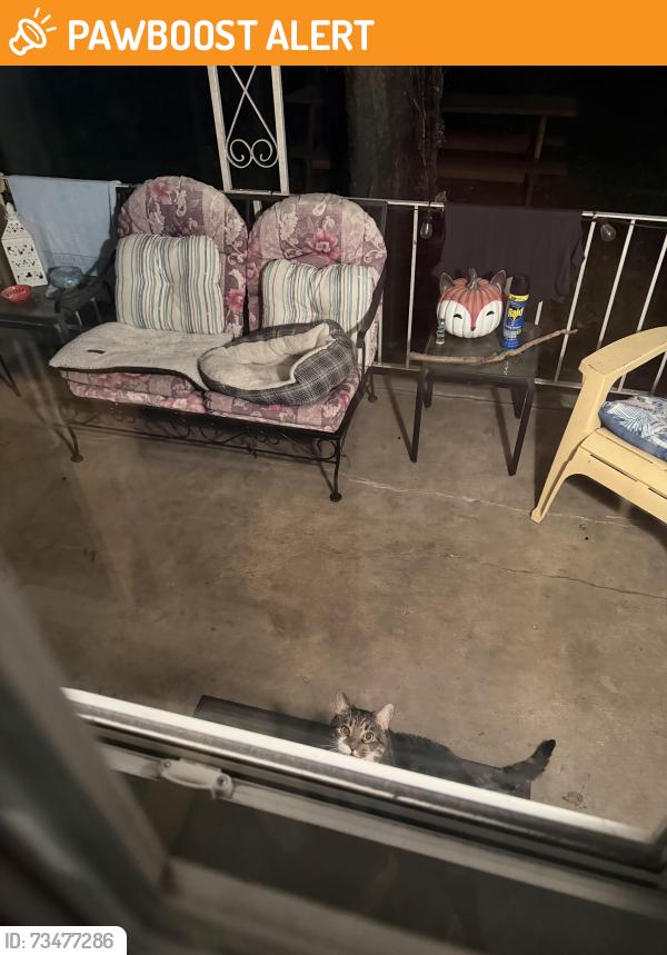 Found/Stray Unknown Cat last seen Near Giannelli’s in Carbon, Hempfield Township, PA 15601