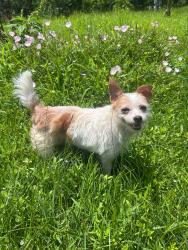 Lost Female Dog last seen 24th and bayshore dr, San Leon, TX 77539