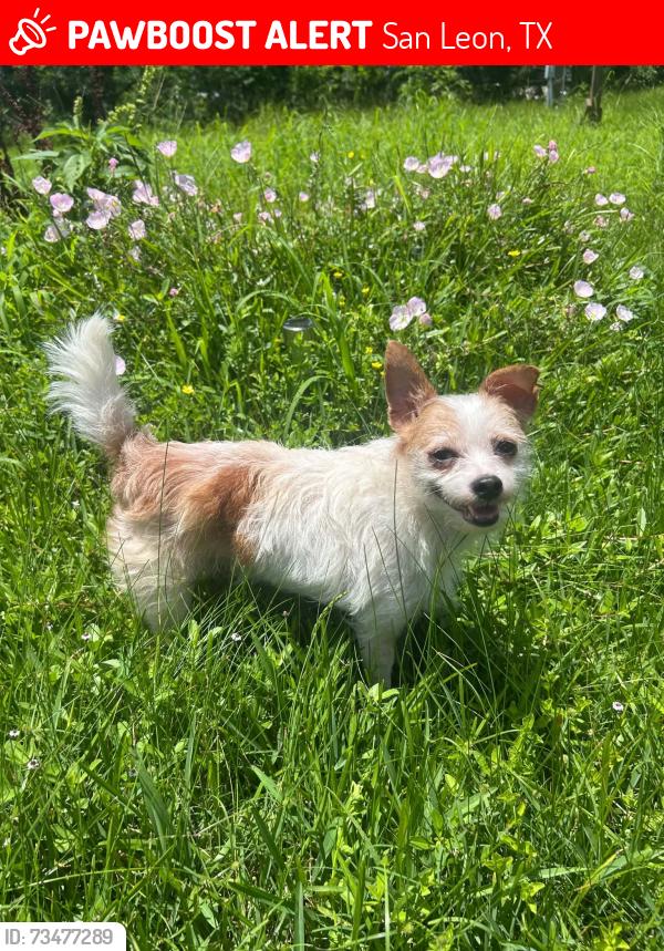 Lost Female Dog last seen 24th and bayshore dr, San Leon, TX 77539