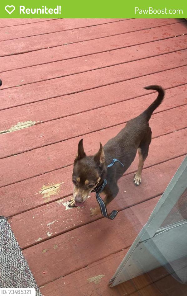 Reunited Male Dog last seen Sylvan Ave & Vine Streer, New Haven, CT 06790