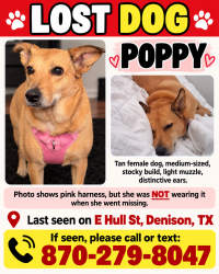 Lost Female Dog last seen Taco Bell, Denison, TX 75021