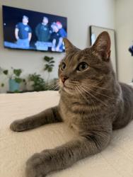 Lost Male Cat last seen Pioneer st and 103 avenue, Tolleson Az, Tolleson, AZ 85353