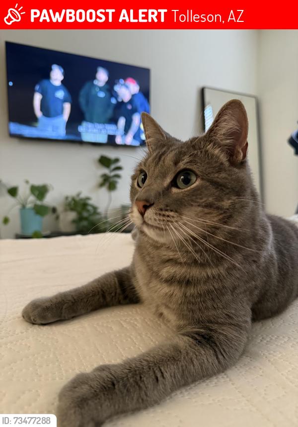 Lost Male Cat last seen Pioneer st and 103 avenue, Tolleson Az, Tolleson, AZ 85353