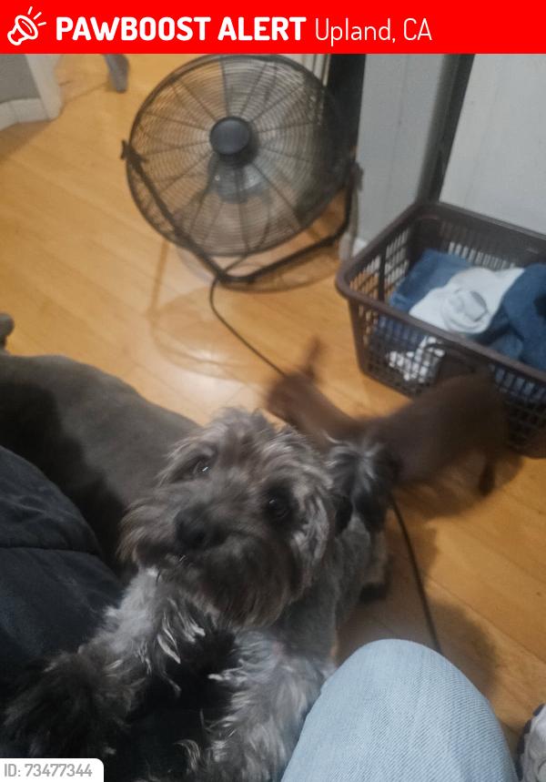 Lost Male Dog last seen 9th ave & Campus, Upland, CA 91786