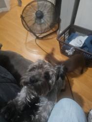 Lost Male Dog last seen 9th ave & Campus, Upland, CA 91786