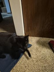 Reunited Female Cat last seen Wells Fargo in wayzata, Wayzata, MN 55391
