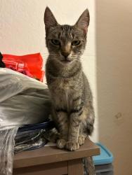 Reunited Female Cat last seen Stanford st and Washington ave, Santa Monica, CA 90403