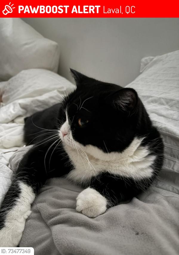 Lost Female Cat last seen Jean berand, Laval, QC 