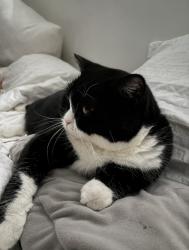Lost Female Cat last seen Jean berand, Laval, QC 