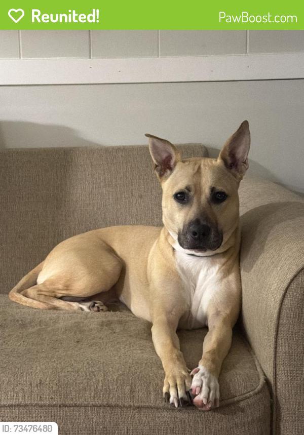 Reunited Female Dog last seen S Pine Ave, South Amboy, NJ 08879, USA, South Amboy, NJ 08879