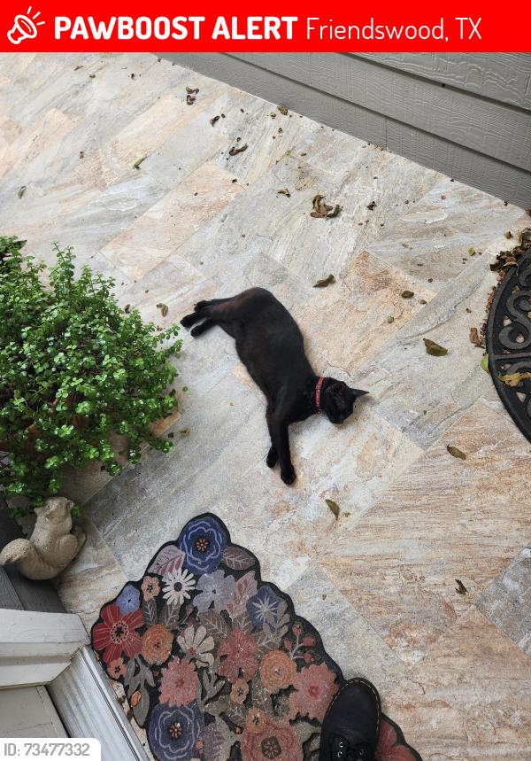 Lost Male Cat last seen Egdewood Drive & Rustic Lane, Friendswood, TX 77546