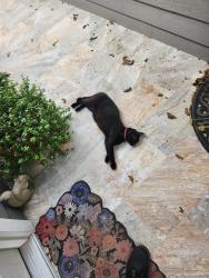 Lost Male Cat last seen Egdewood Drive & Rustic Lane, Friendswood, TX 77546