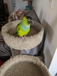 Lost Male Bird last seen Between Audubon Park, elementary, and Cannon park, Spokane, WA 99205