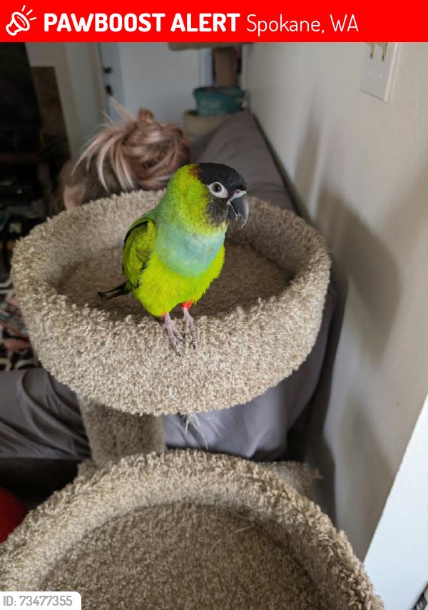 Lost Male Bird last seen Between Audubon Park, elementary, and Cannon park, Spokane, WA 99205